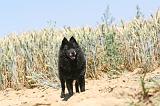 SCHIPPERKE 094